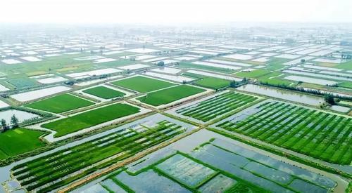 洪湖榮獲“全國農產品質量安全縣”稱號，鮮活水產品品質再上新臺階